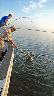 lake_texoma_fishing_reports_texoma-striper-fishing-sunrise
