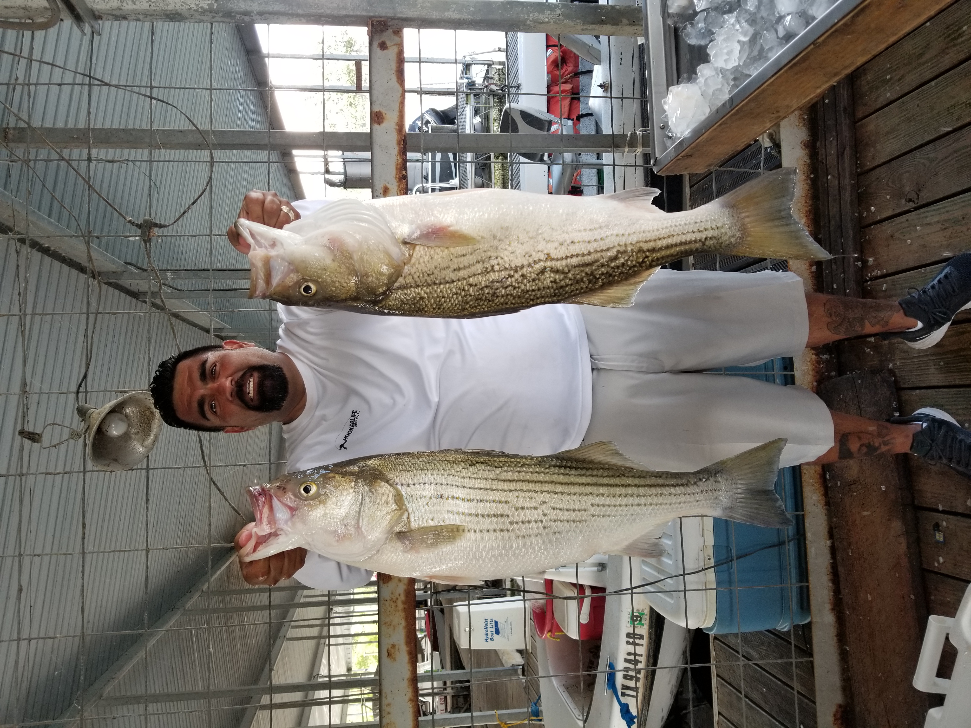 Striper Bite is On! - Lake Texoma AssociationLake Texoma Association